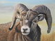 Bighorn Ram