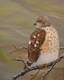 Spring Visitor